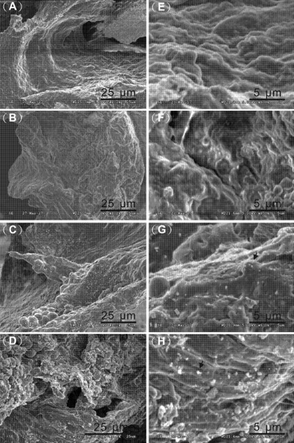 奈米氧化鋅吸附於珊瑚腔腸表面的掃瞄式電子顯微影像